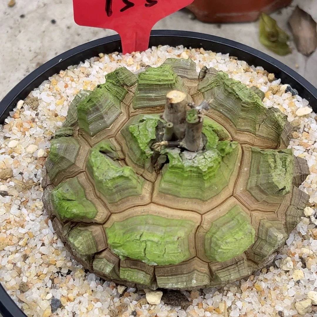 潮流植物抹茶剑甲龟，T55