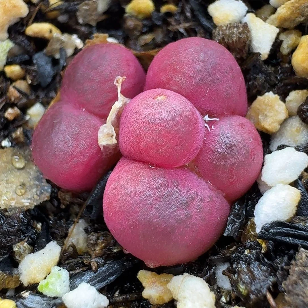 老马生石花吕红826