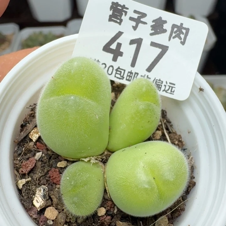 长毛翠带盆土。