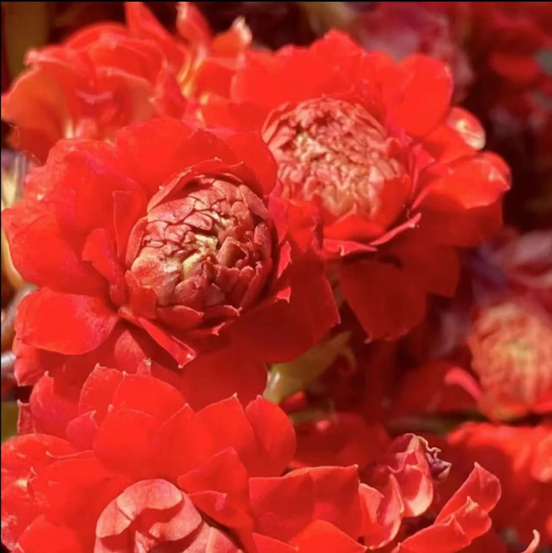 《火烧云》120盆长寿花