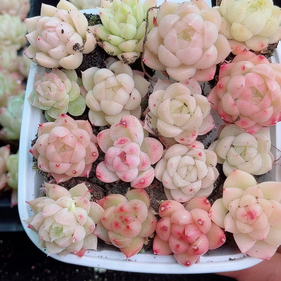 1-280 新疆西藏内蒙不发12.8包邮2-3公分多肉