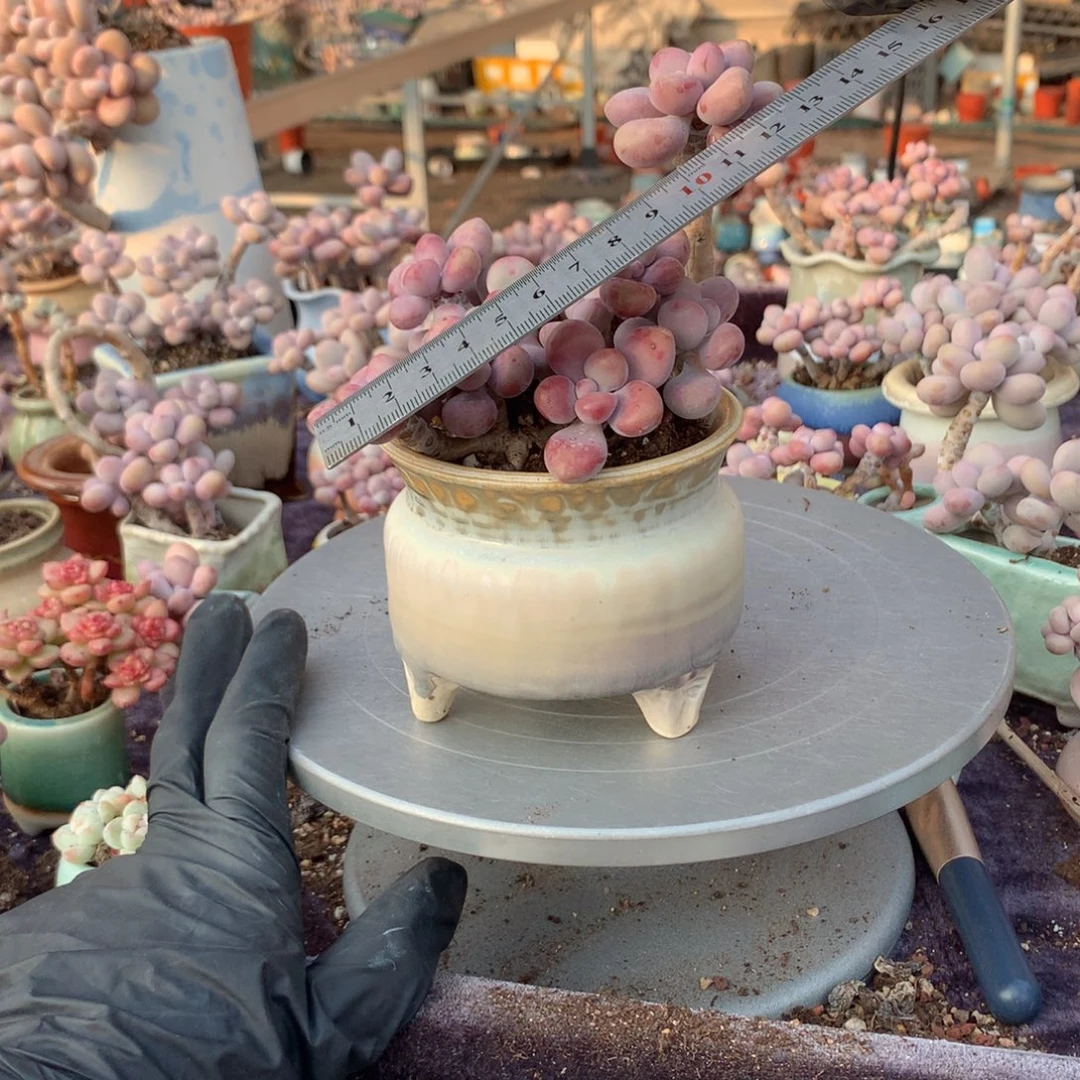 、***溪30号带盆偏远地区不包邮的