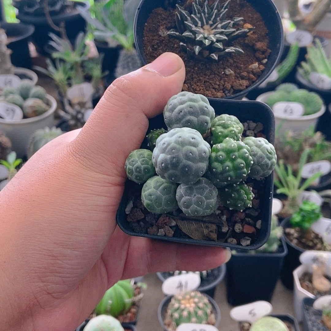 大型足球和黑牡丹