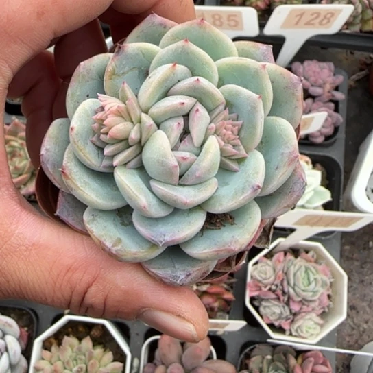 139 多肉植物多肉植物