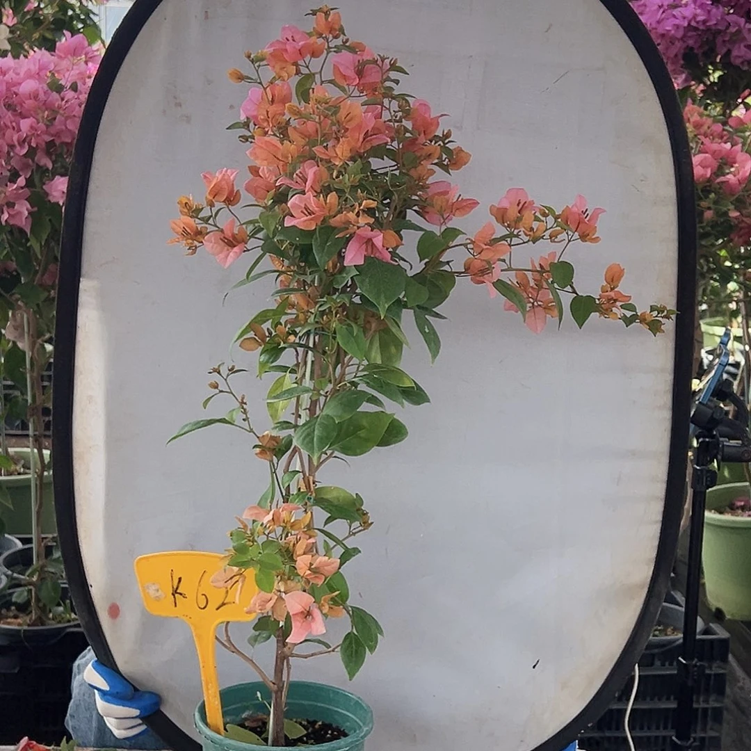 米***兰大部分花苞少量开放K62金发