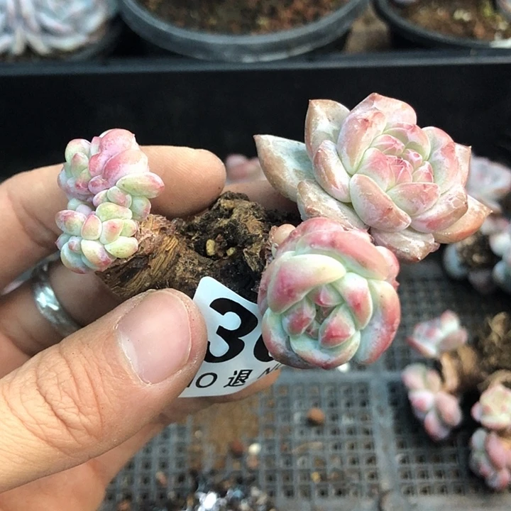 星影石榴籽福利出咯 304