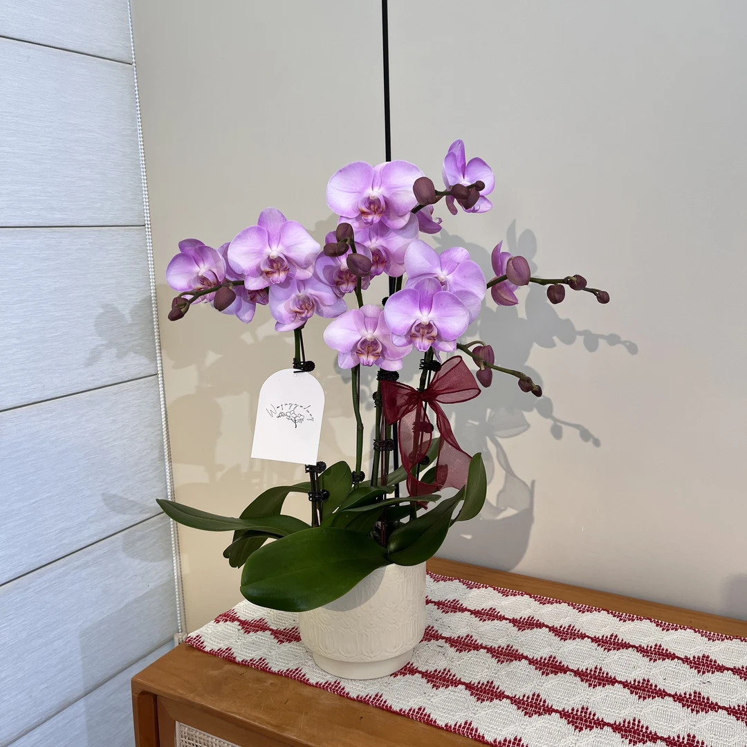 【粉珍珠】粉色少女心大花型气派感蝴蝶兰 室内高级懒人绿植