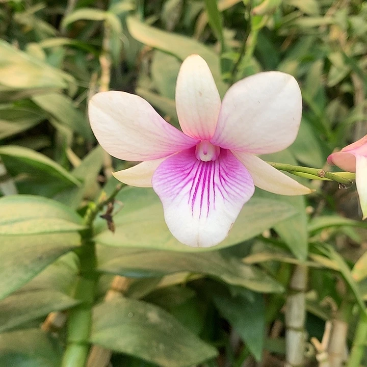 当前无花栽培后可以开花誓言2苗带2芽不带花