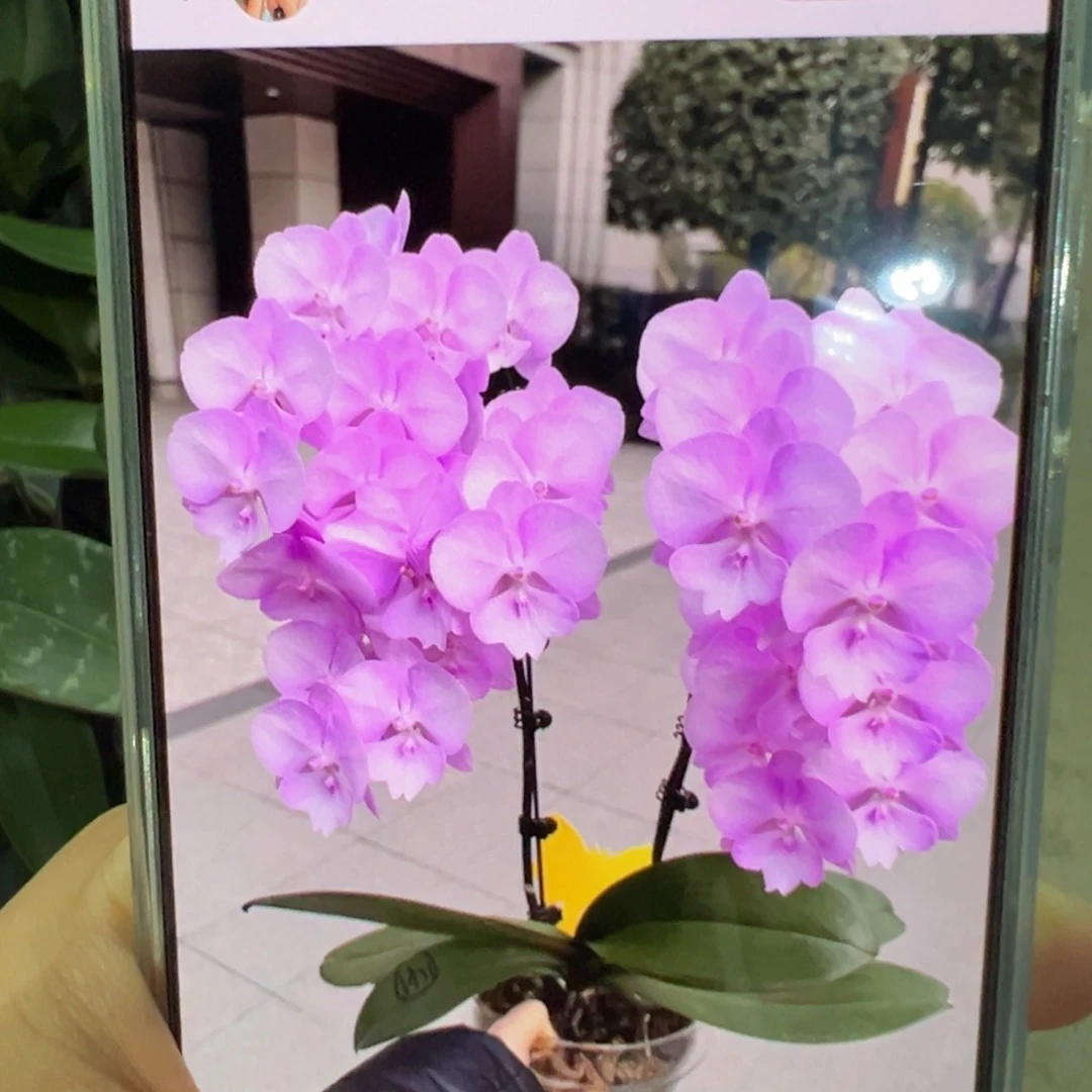 当前无花栽培后可以开花神仙姐姐，凑单发货