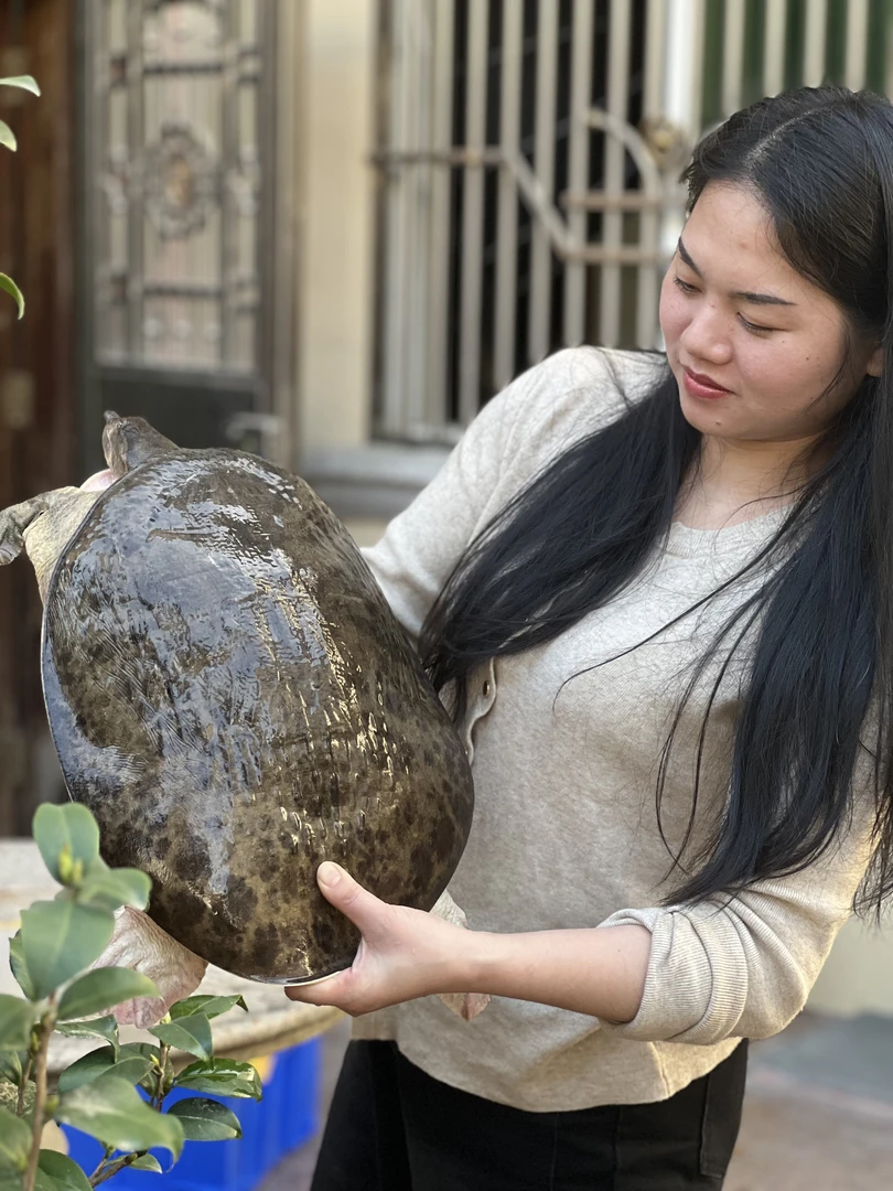 (顺丰包邮)27斤特大水库甲鱼甲鱼鲜活甲鱼火锅煲汤红烧老鳖