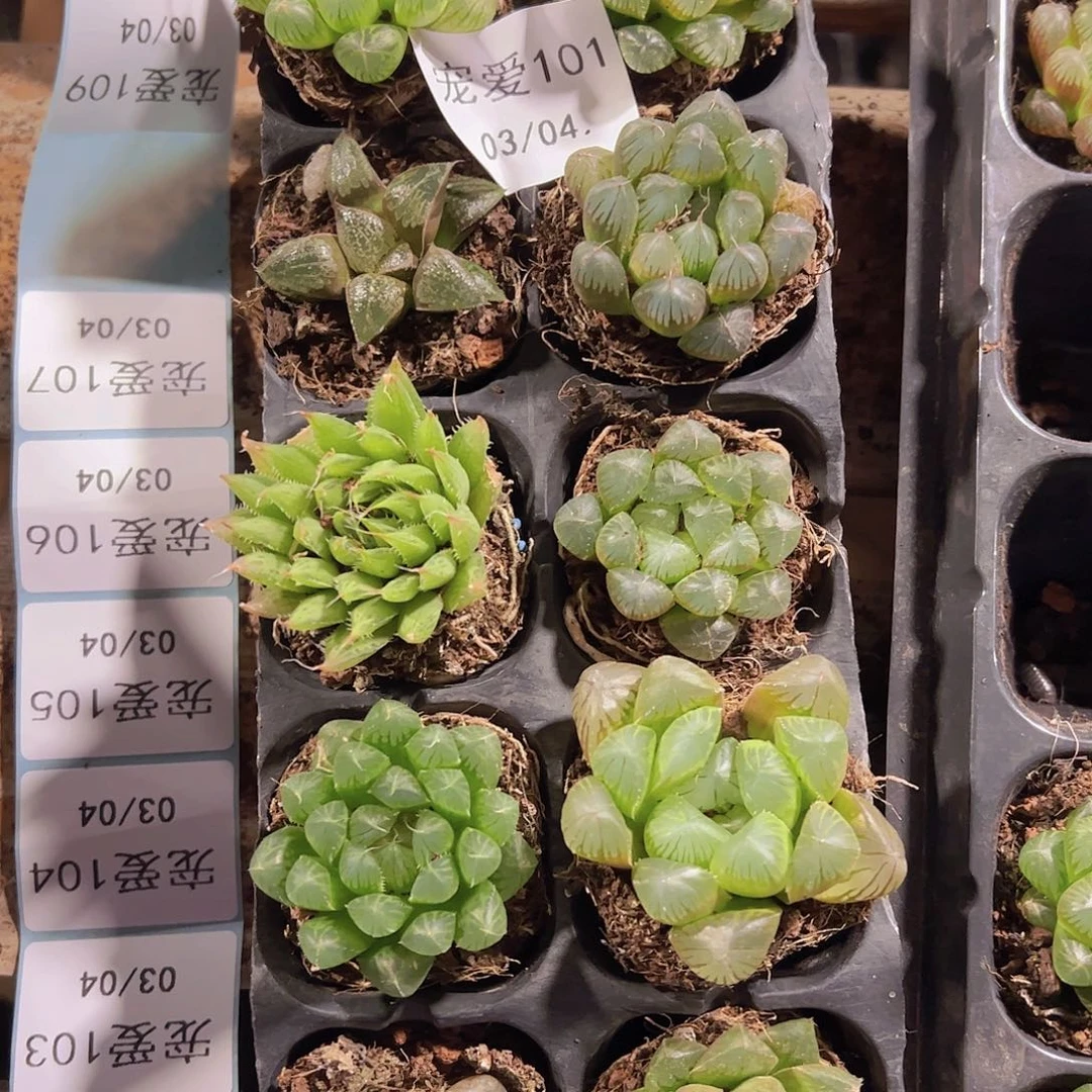 直播福利一物一拍101