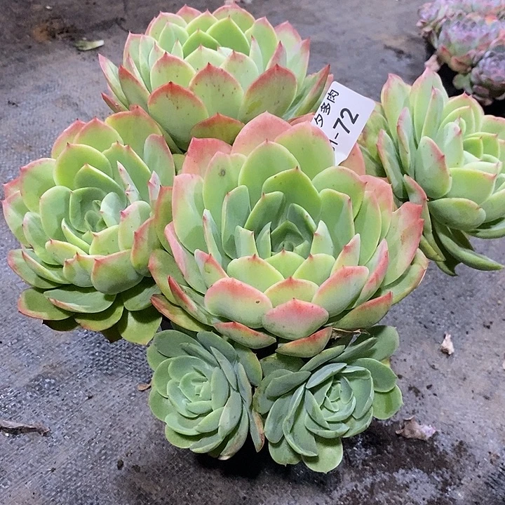 知***乐小七夕多肉桃花坞72