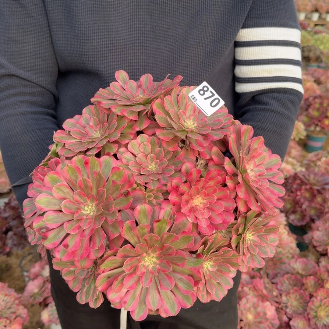 870红铜多肉植物