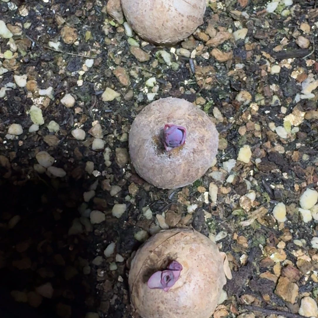 玫瑰大戟科多肉植物