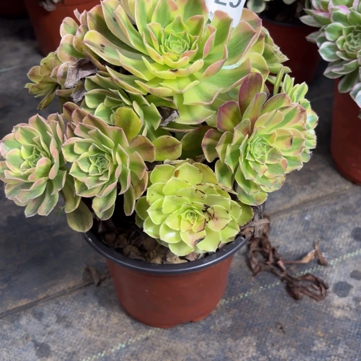 瑞妈多肉园艺625雨荷