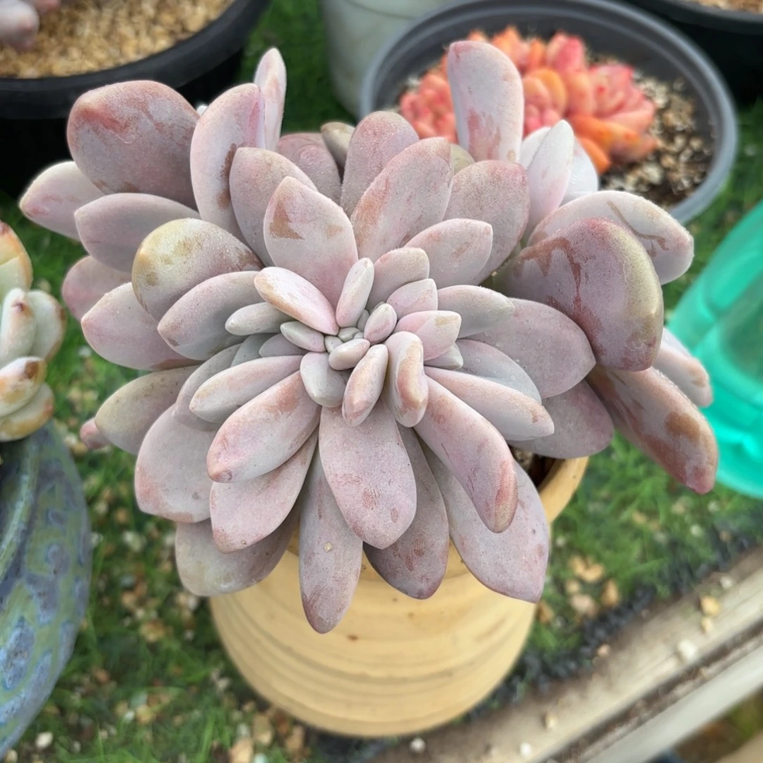 桃爽缀多肉88888888888888