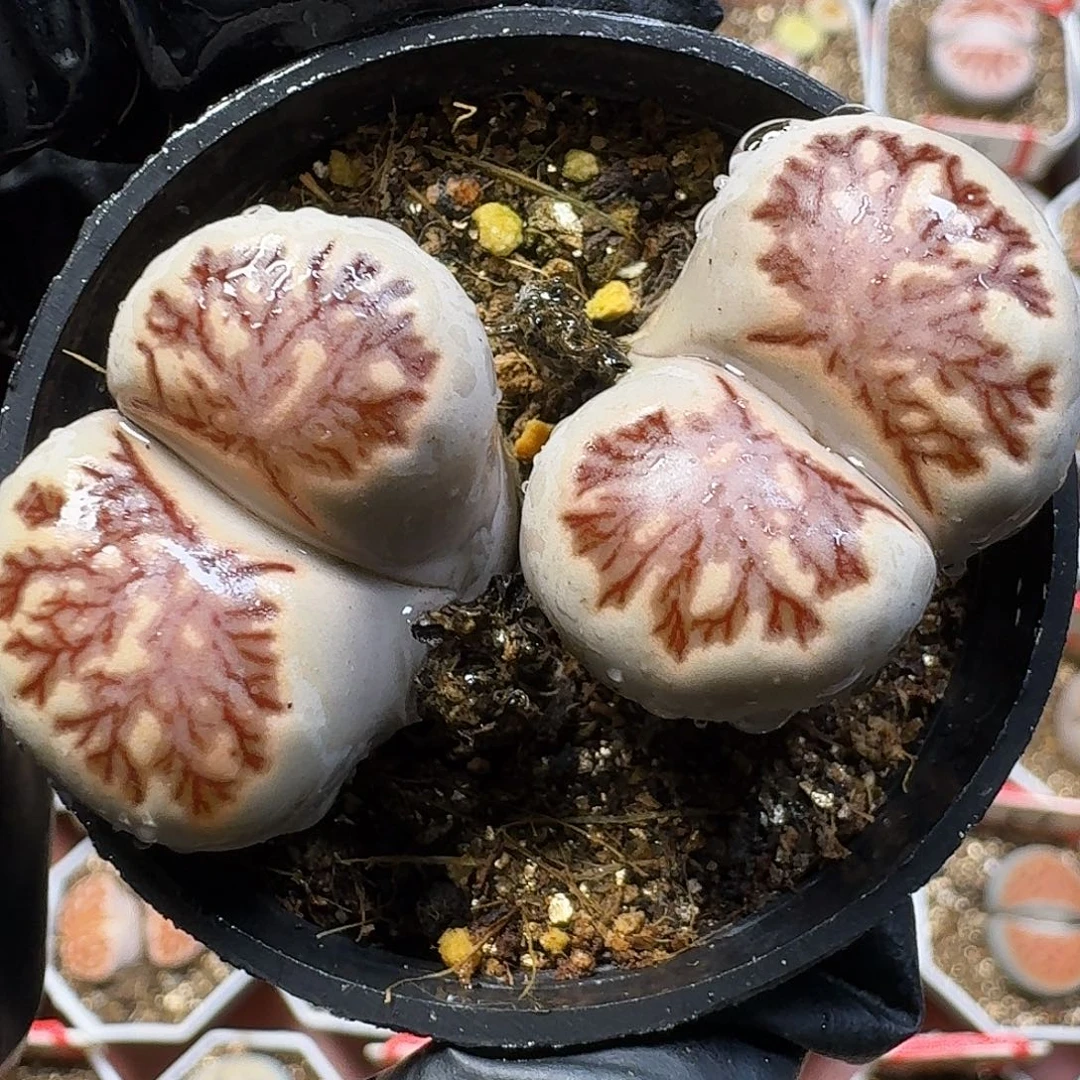 生石花11111。   168