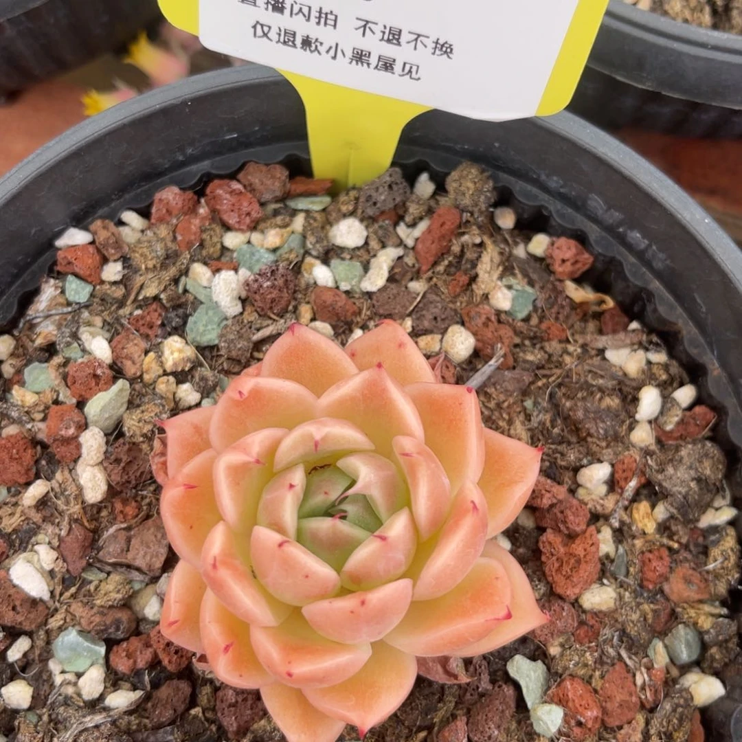 80杂交单头冠幅5-6