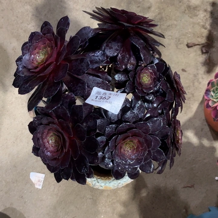 1362黑同多肉植物