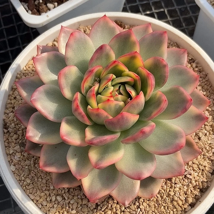 玫瑰东云锦多肉植物