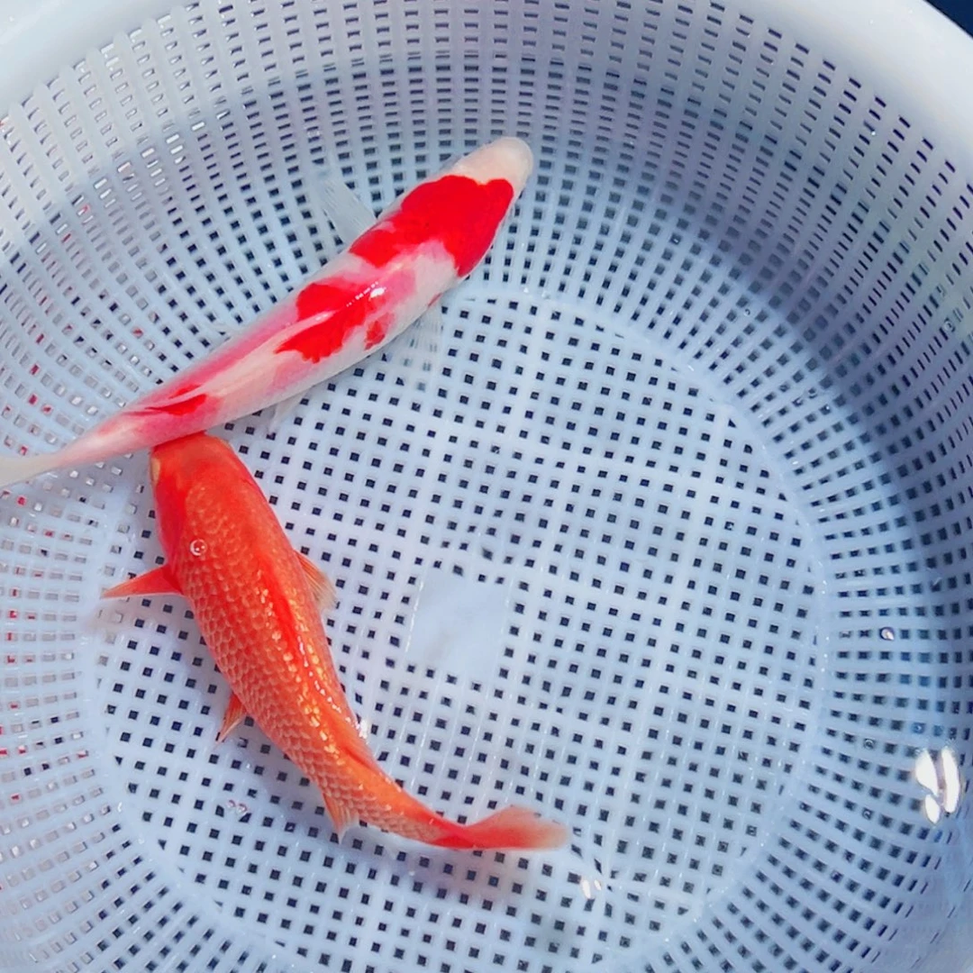 锦鲤锦鲤观赏鱼1111