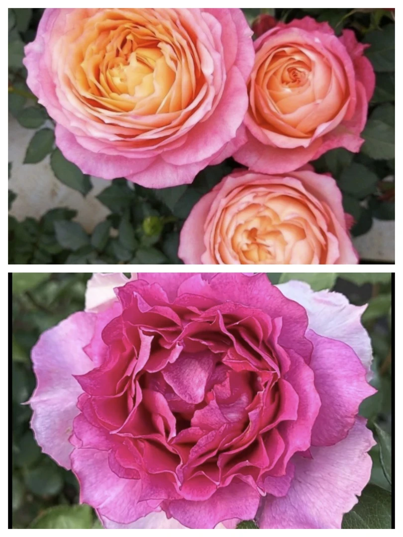 【大花美人+天方夜谭】大花浓香四季开花好养护盆栽月季