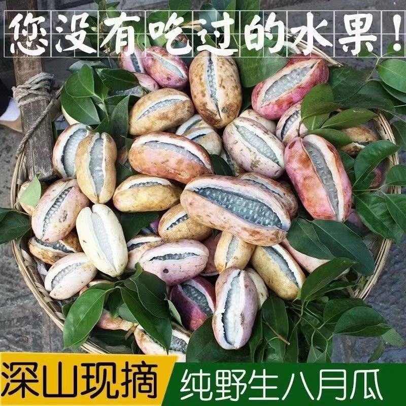 八月瓜新鲜现摘木通果新鲜水果八月炸稀有水果
