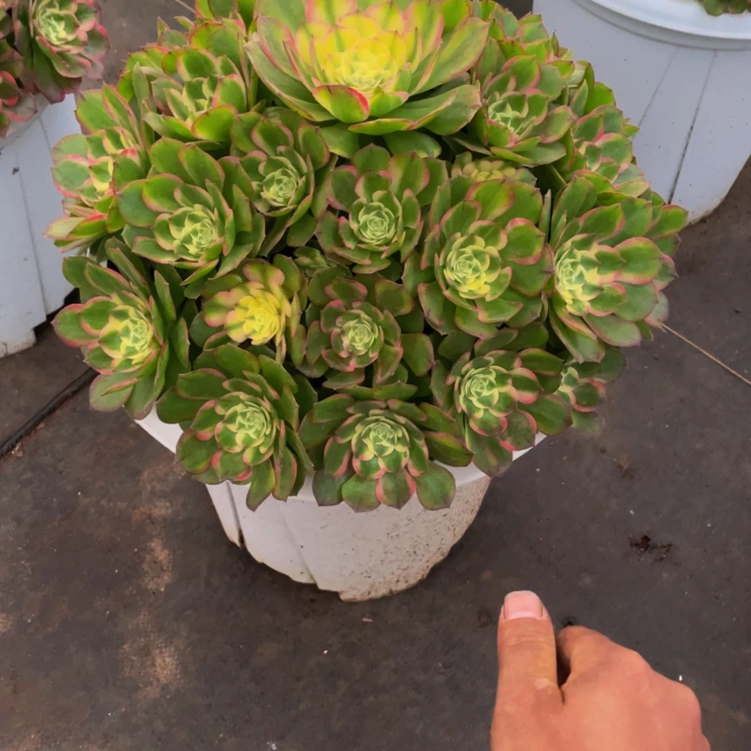 七***史【海王】群生多肉植物万圣节变异老桩大手捧