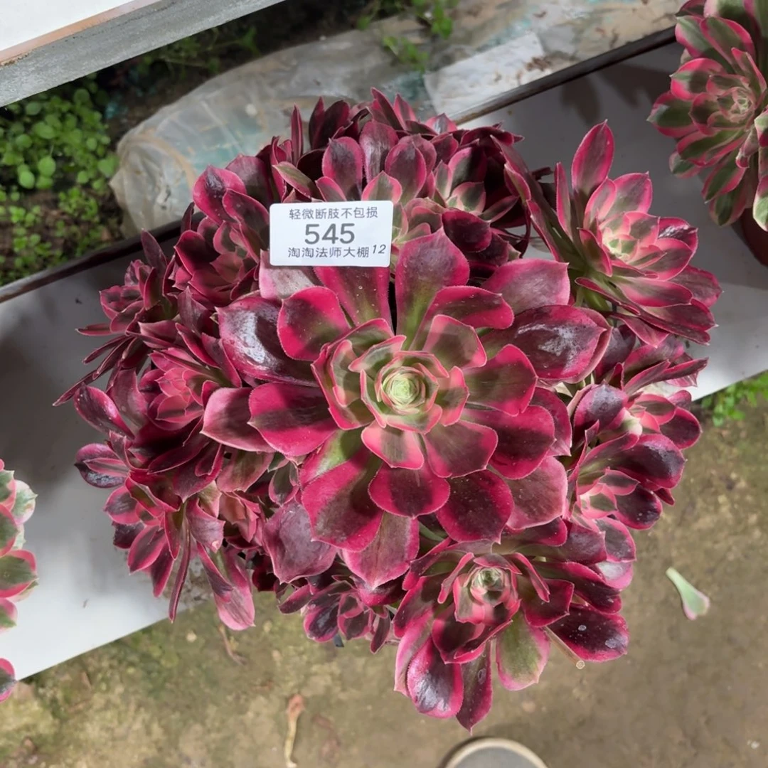 545粉女郎多肉植物法师