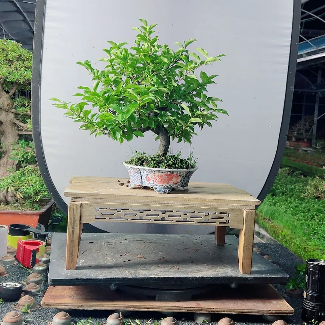 兴***锦无花朵盆景皋月杜鹃4390