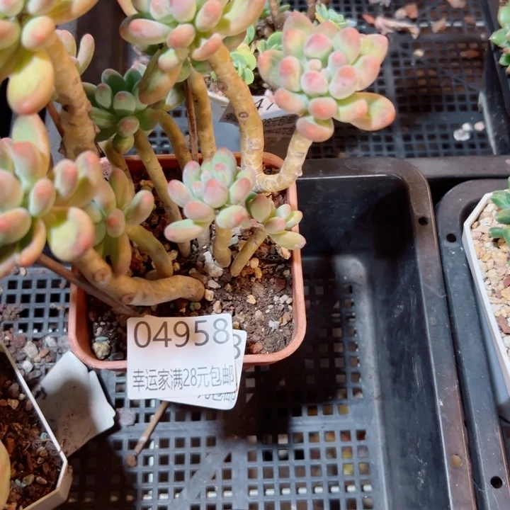 幸运的是我还没遇到你的
