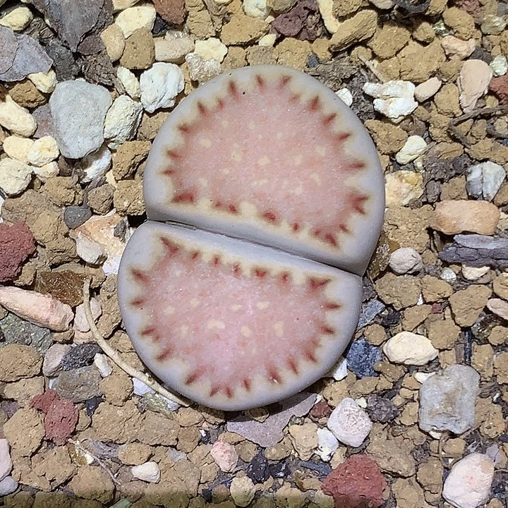 精品多肉植物精品多肉