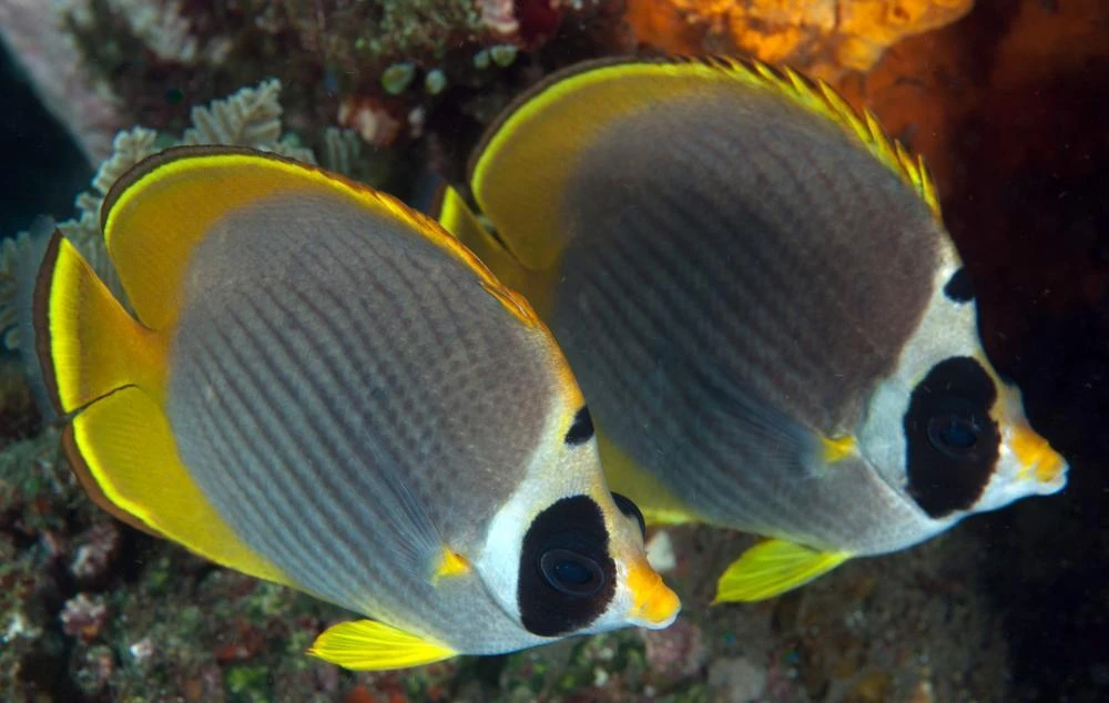 熊猫蝶海水鱼观赏鱼渔场直发默认顺丰不包邮