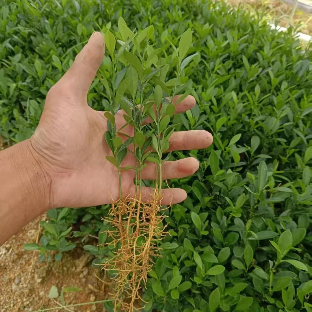 优质豆豆苗100棵起裸根保湿发货