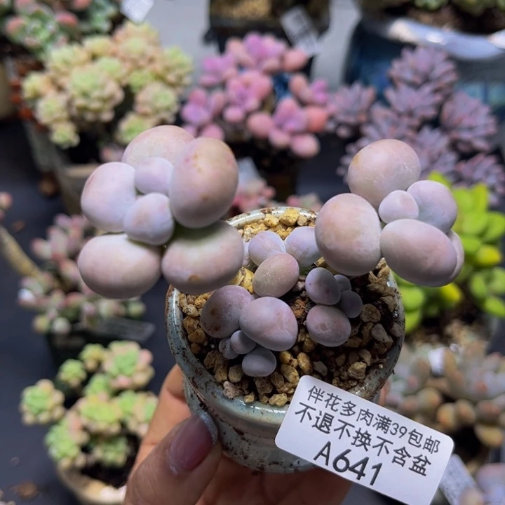 芭比奶酪641/7cm多肉