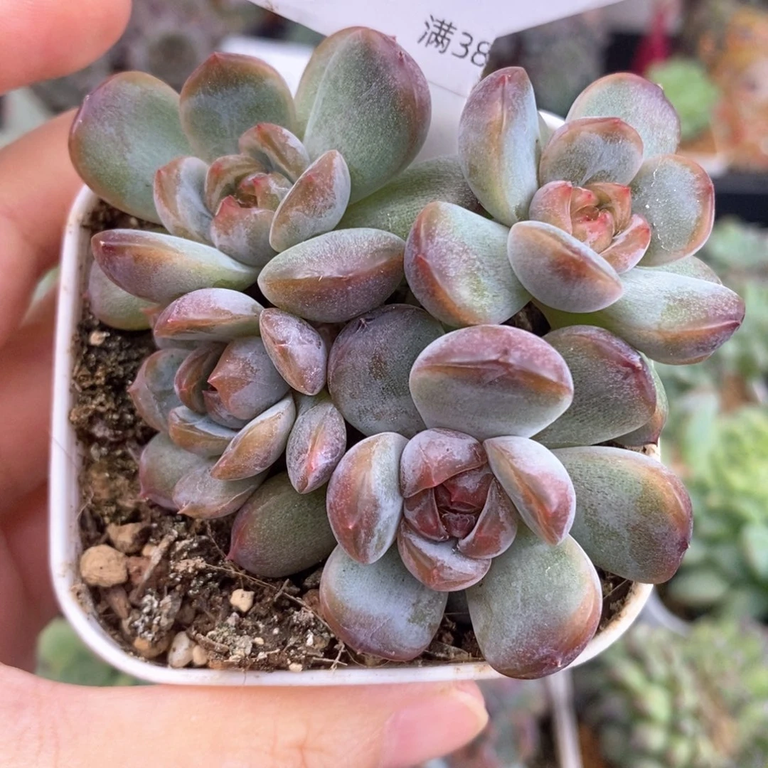 四头红恋群生25号