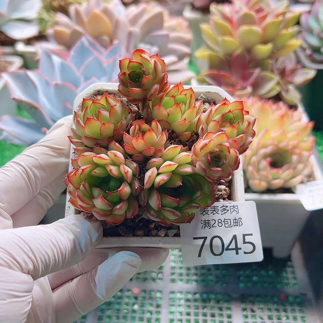 无花朵多肉一物一拍7045