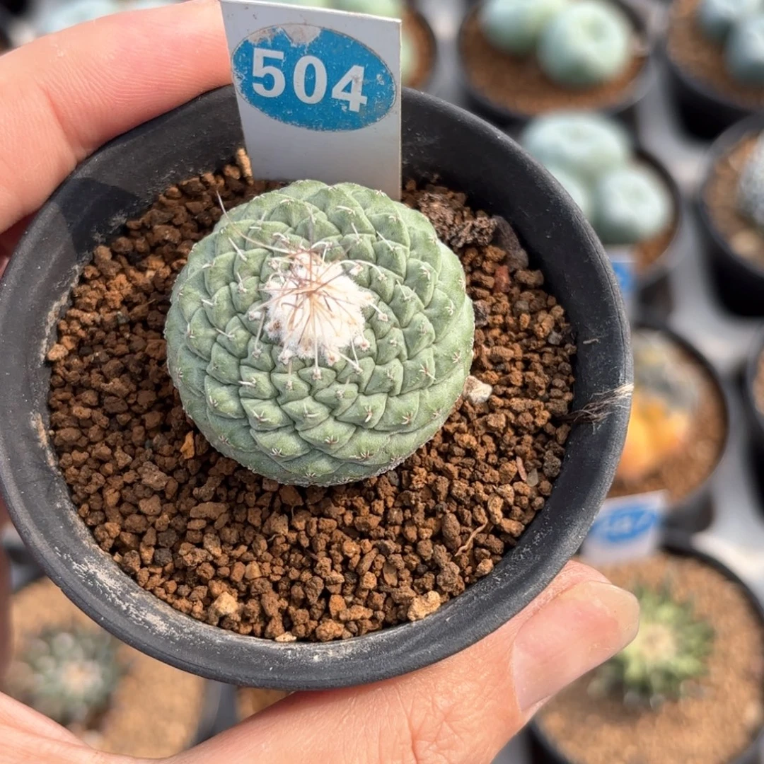 504实生菊水带盆带土