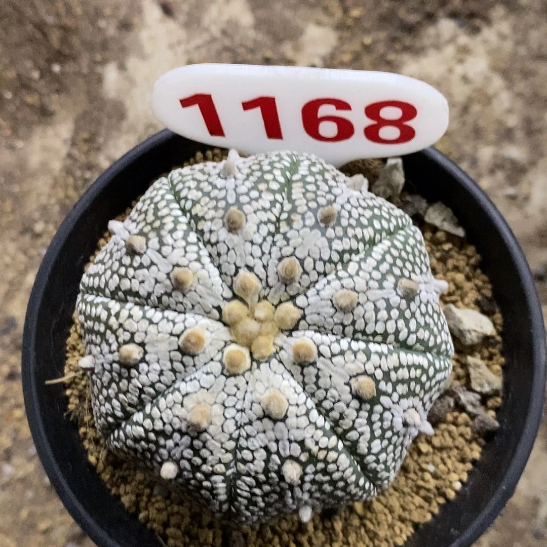 1168奇迹福利特价咯