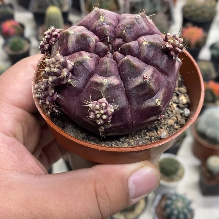 梦想牡丹特价福利