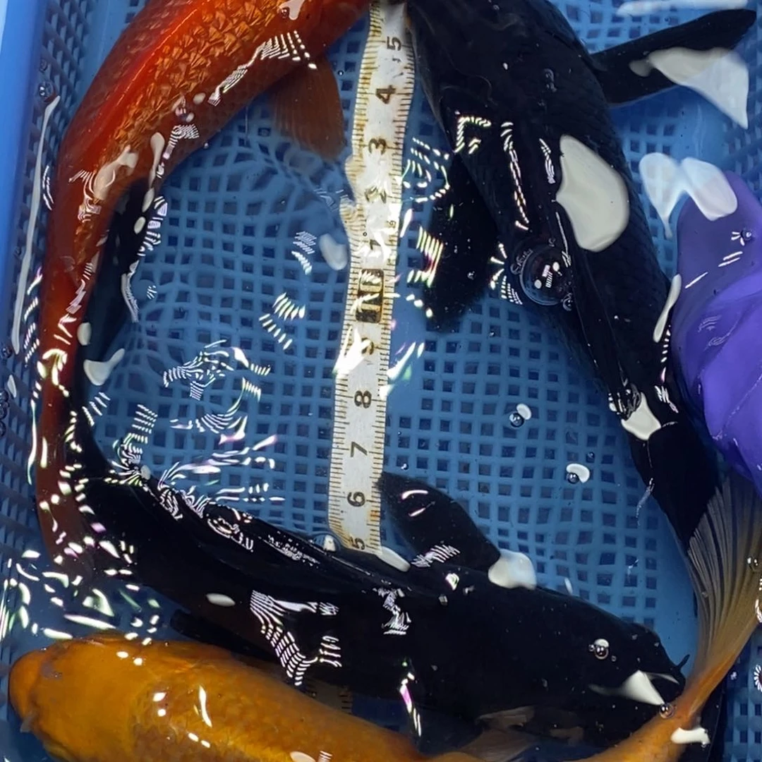 锦鲤冷水锦鲤包邮