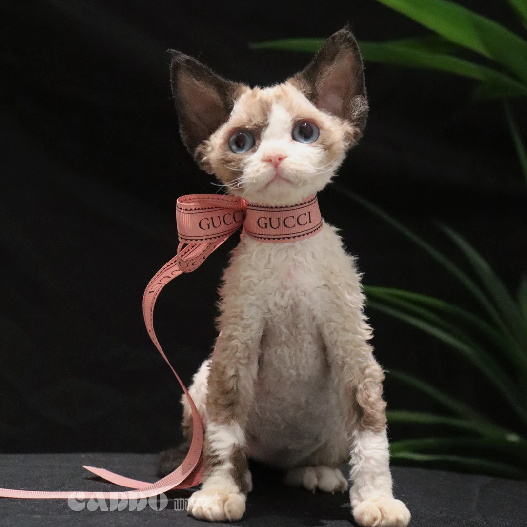 Caddo德文卷毛猫-咖白妹妹-梦妍