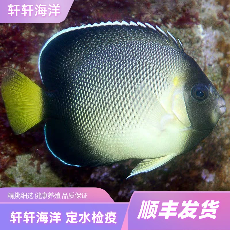 马代黄尾诛仙马代金眼吊马代