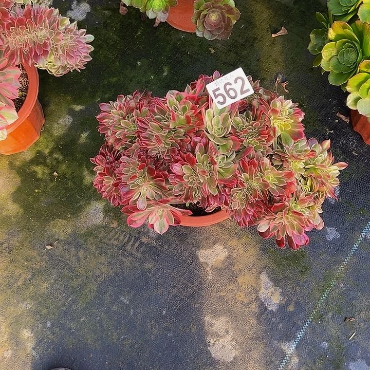 孤***人00000000000562女郎缀