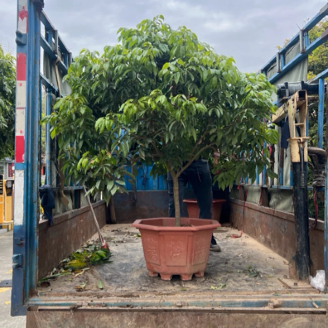 大冠幅嫁接桂味荔枝 带叶带盆 适合阳台盆栽种植