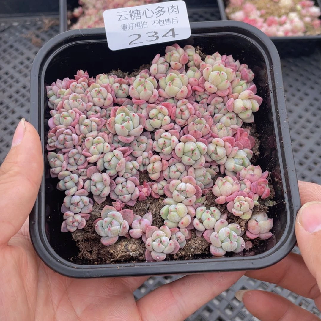 云糖心多肉植物234