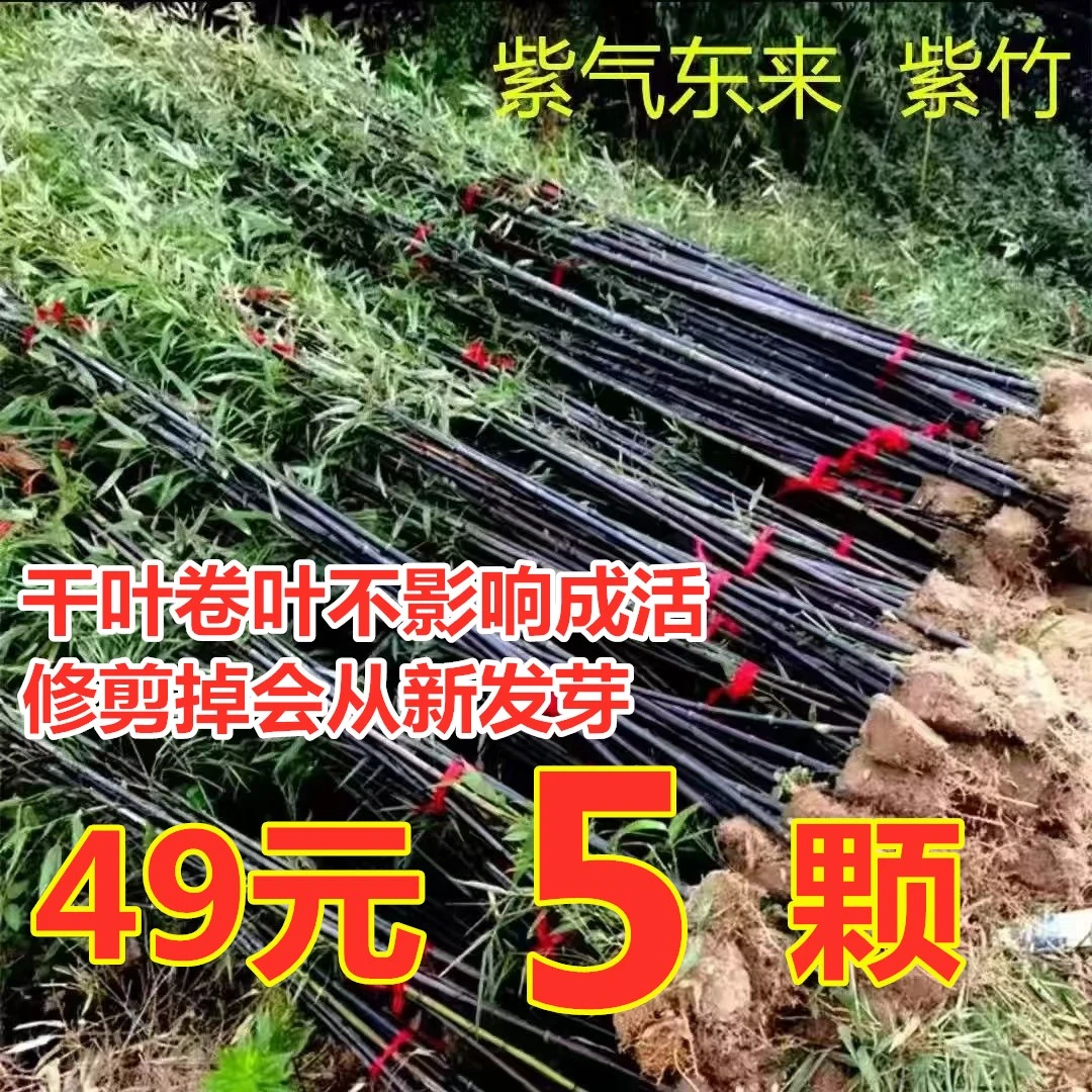 【今日特价】正宗紫竹苗庭院竹子苗 花卉绿植鲜花盆栽地栽草
