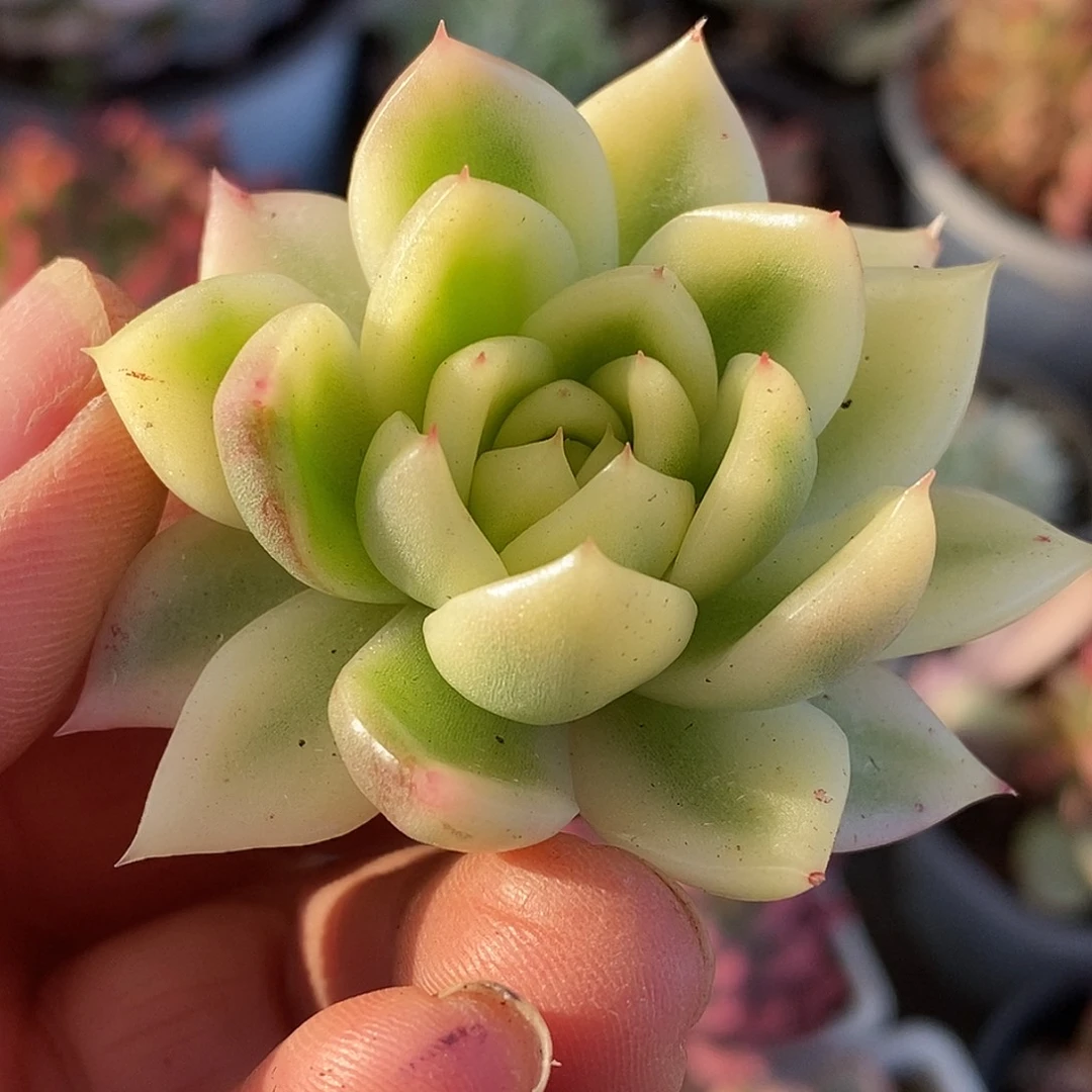 60头盖板hhhhhhhhhhhhg