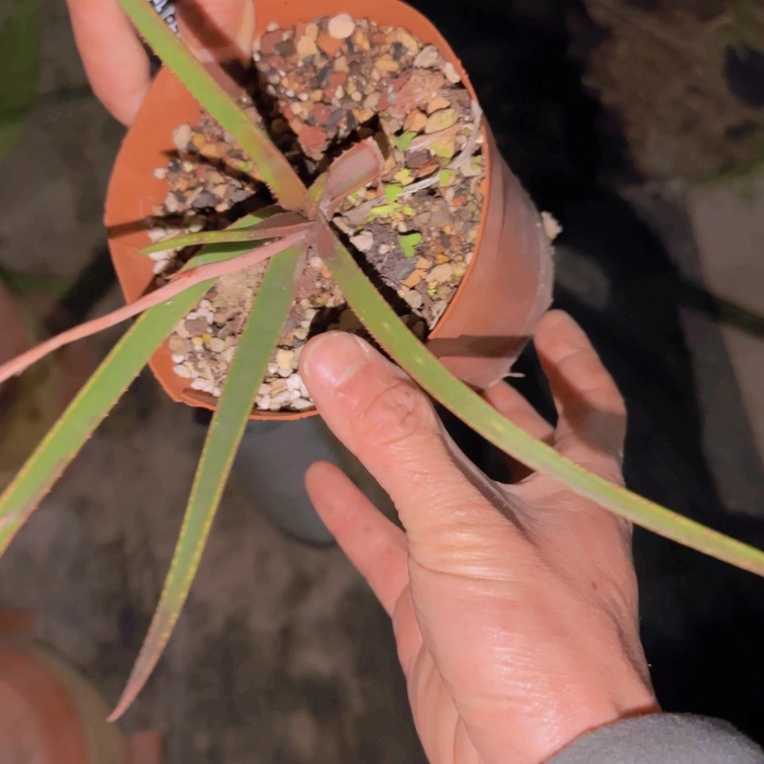 ?****人块根植物块根植物