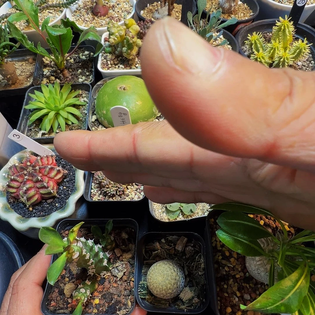 大***粑惠比大黑鱼鳞猪鼻子大戟带盆发货